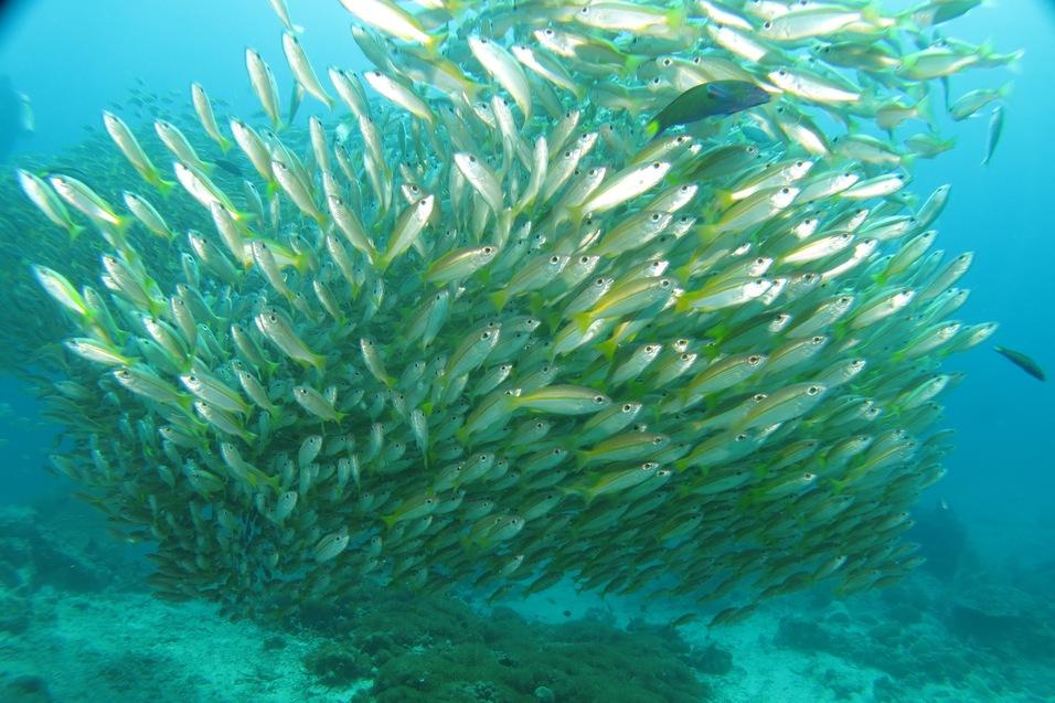 Schwarm Schwarm mit Fischen